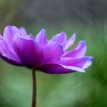 摇钱树捕鱼游戏下载,带你进入捕鱼的精彩世界 470b2d98